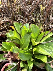 Limonium californicum