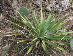 Yucca rupicola