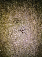 Dicranopalpus larvatus