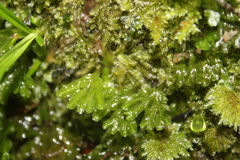 Symphyogyna hymenophyllum