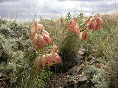 Astragalus whitneyi