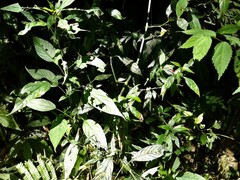Ruellia angustiflora