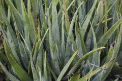 Aloe vera