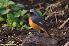 Phoenicurus hodgsoni