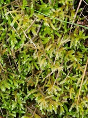Eurhynchium striatum
