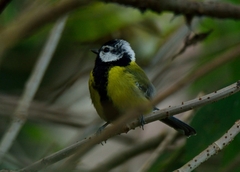 Parus monticolus