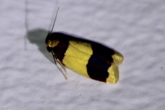 Heterallactis