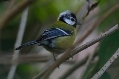 Parus monticolus
