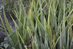 Aloe vera