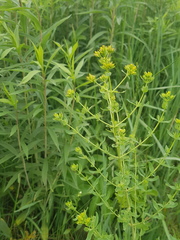 Hypericum perforatum