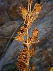Penstemon clevelandii connatus