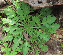 Engelmannia peristenia