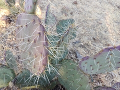 Opuntia robusta