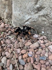 Megaphobema mesomelas