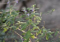 Aloysia macrostachya