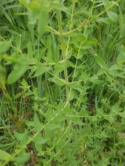 Hypericum perforatum