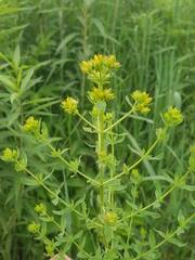 Hypericum perforatum