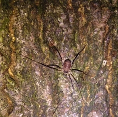Dicranopalpus larvatus