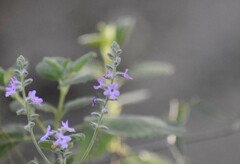 Aloysia macrostachya