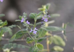 Aloysia macrostachya