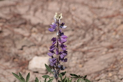 Lupinus montanus
