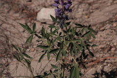 Lupinus montanus