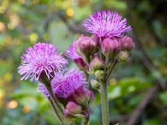 Campuloclinium macrocephalum