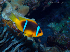 Amphiprion bicinctus
