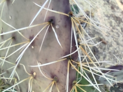 Opuntia robusta