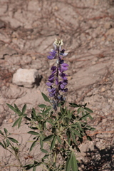 Lupinus montanus