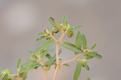 Euphorbia polygonifolia