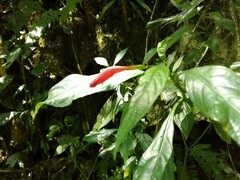 Ruellia angustiflora