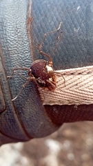 Erginulus roeweri