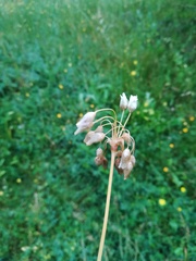 Allium roseum