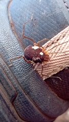 Erginulus roeweri