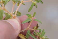 Euphorbia polygonifolia