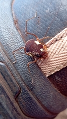 Erginulus roeweri