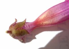 Penstemon clevelandii connatus
