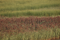 Acrocephalus arundinaceus