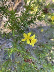 Hypericum fasciculatum
