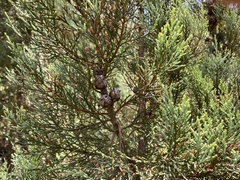 Widdringtonia nodiflora