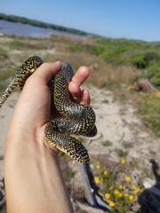 Lampropeltis holbrooki