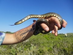 Lampropeltis holbrooki