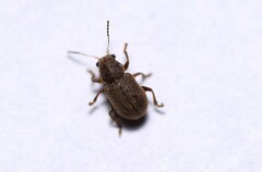 Xanthonia hirsuta