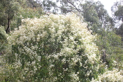 Clematis aristata
