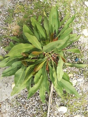 Limonium brevipetiolatum