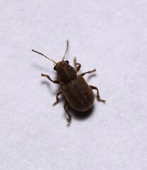 Xanthonia hirsuta