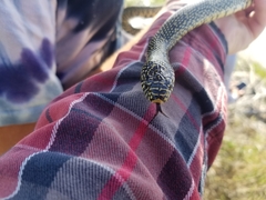 Lampropeltis holbrooki