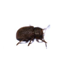 Xanthonia hirsuta
