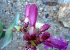Penstemon clevelandii connatus